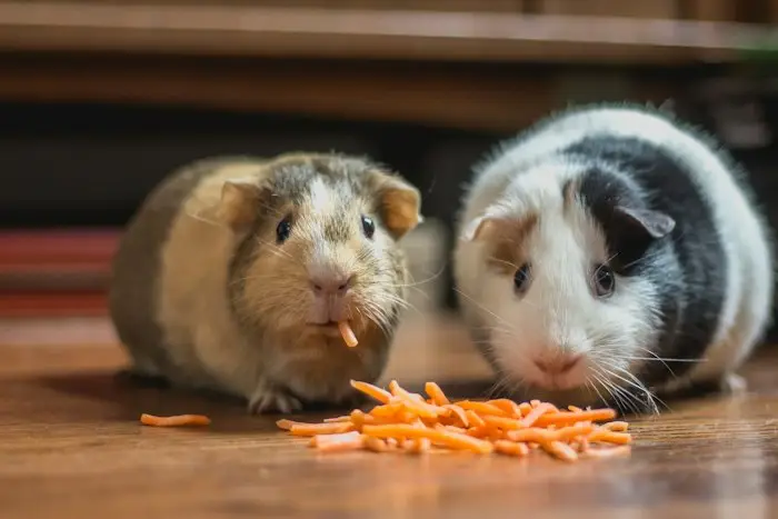 PawPals Pet Care